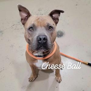 A brown dog with a white patch on its chest, wearing an orange collar, sitting on a concrete floor with the text "Cheese Ball" written on the image.