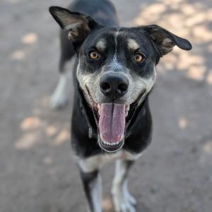 Batman, Shepherd, German, adult, available for adoption