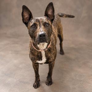 A brindle dog with a white chest standing on a gray background
