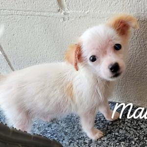 Mavis, Chihuahua, available for adoption