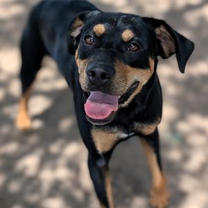 3-Precious, Rottweiler, adult, available for adoption