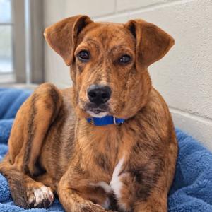 Curley, Hound, Plott, adult, available for adoption