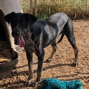 Cletus, Cattle Dog, adult, available for adoption