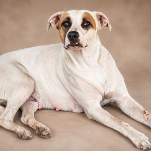 A white dog with brown patches lying down on a brown background.