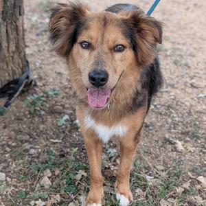 Cali, Collie, Border, adult, available for adoption
