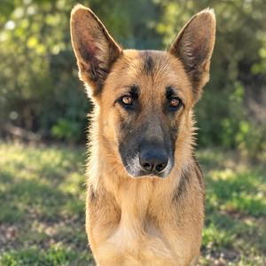 A German Shepherd dog with a light brown and black coat, standing outdoors in a grassy area with green foliage in the background.