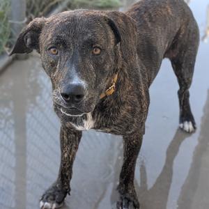 Major, Terrier, American Pit Bull, senior, available for adoption
