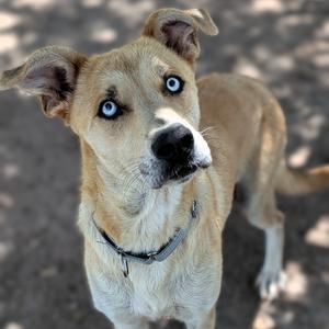 Molly, Catahoula Leopard Dog, adult, available for adoption