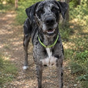 A large dog with a spotted coat standing on a forest path, wearing a green collar.