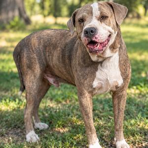 A brown and white dog standing on grass, with its mouth open and tongue out, looking happy.