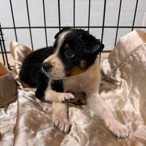 Little Man, Cattle Dog, Australian (Blue Heeler), available for adoption