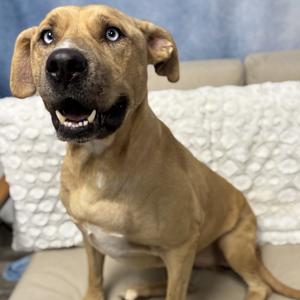 Enzo, Terrier, American Staffordshire, adult, available for adoption