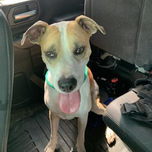 Orion / Copper, Retriever, Labrador, adult, available for adoption