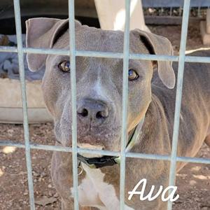 A gray dog named Ava behind a wire fence