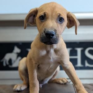 Hansel, Black Mouth Cur, puppy, available for adoption