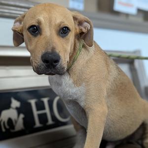 Flynn, Retriever, Labrador, adult, available for adoption