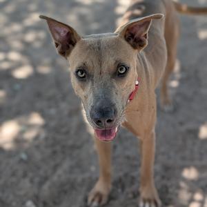 Goldie, Blue Lacy, adult, available for adoption