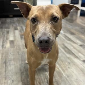 Goldie, Blue Lacy, adult, available for adoption