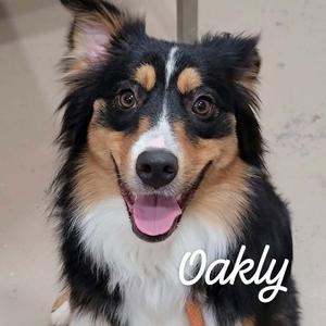 Oakly, Shepherd, Australian, adult, available for adoption