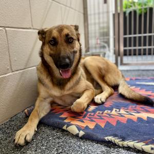 Peach, Shepherd, German, adult, available for adoption