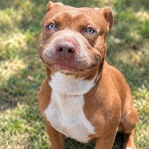 A brown and white dog with blue eyes sitting on grass