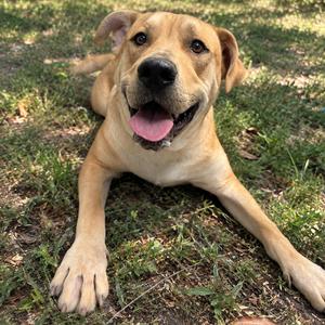 Hank, Retriever, Labrador, adult, available for adoption