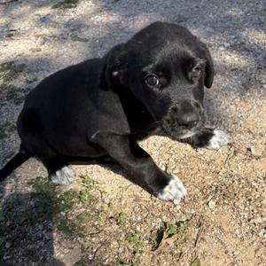 Magic, Retriever, Black Labrador, puppy, available for adoption