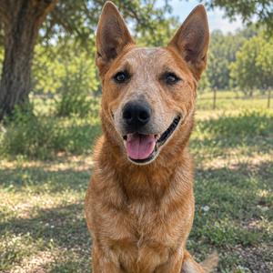 A happy brown dog with perked ears and a pink tongue, sitting in a grassy area with trees in the background.