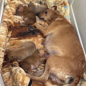 A brown dog lying on a blanket with several puppies nursing from her.