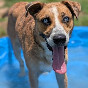 Corporal, Shepherd, adult, available for adoption