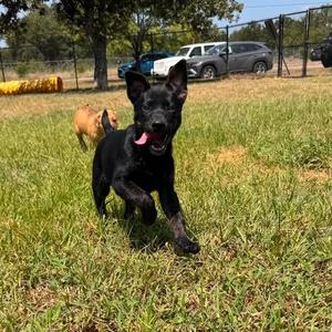 Marley, Shepherd, German, puppy, available for adoption