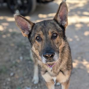 Fresier, Shepherd, German, senior, available for adoption