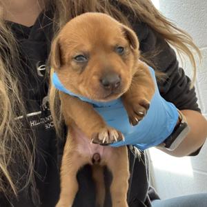 B1, available for adoption