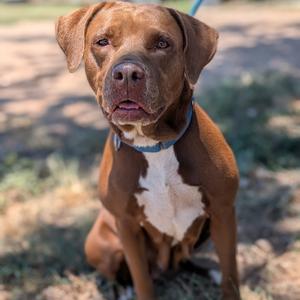 Lena, Terrier, American Pit Bull, adult, available for adoption