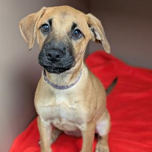Gretel, Black Mouth Cur, puppy, available for adoption