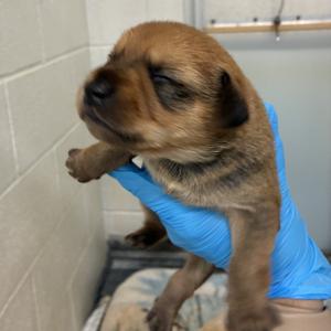 B4, available for adoption