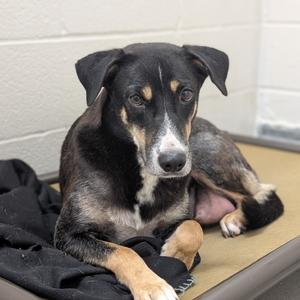 Marka, Shepherd, German, adult, available for adoption