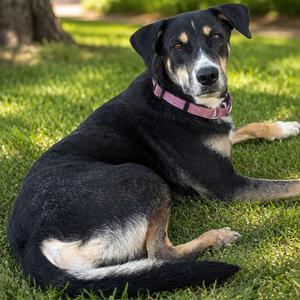Marka, Shepherd, German, adult, available for adoption