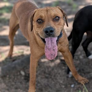 9- Buddy, Retriever, Labrador, adult, available for adoption