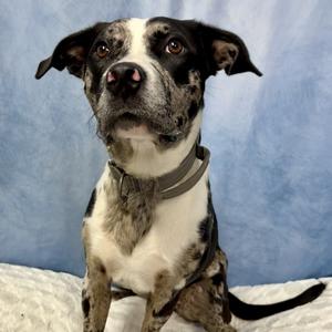 Luna, Catahoula Leopard Dog, adult, available for adoption