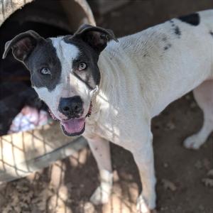 June, Terrier, American Pit Bull, adult, available for adoption