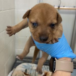 B3, available for adoption