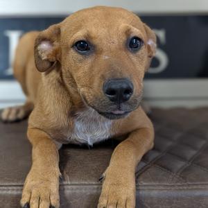 Belle, Retriever, Labrador, adult, available for adoption