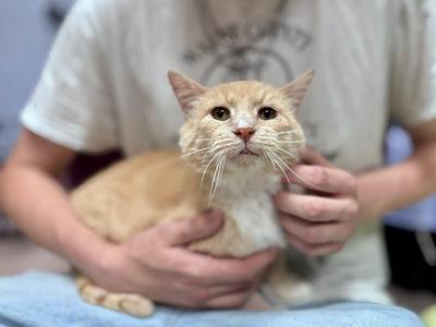 A person holding a light orange cat with white fur on its chest and paws. The cat has large, expressive eyes and is looking directly at the camera.