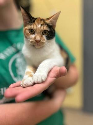 Popsicle, young, available for adoption