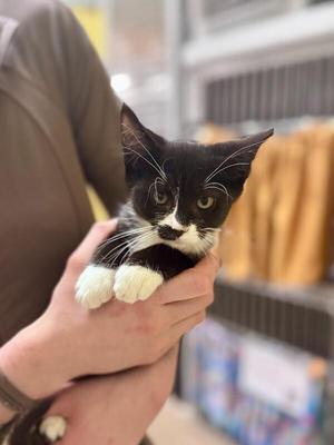 Toe, young, available for adoption