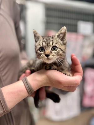 Toto, young, available for adoption