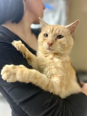 Mango, adult, available for adoption