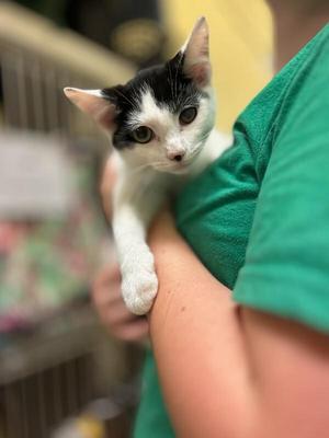 Funnel Cake, young, available for adoption