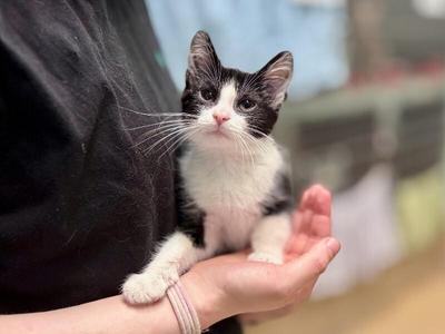 Remus, young, available for adoption